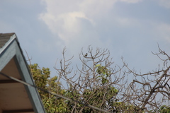 Haemorhous mexicanus