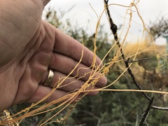 Cuscuta umbellata