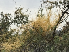Cuscuta umbellata