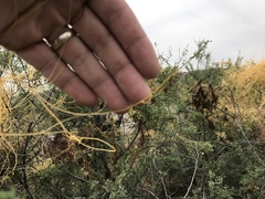 Cuscuta umbellata
