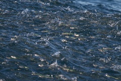 Trachurus