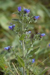 Echium vulgare