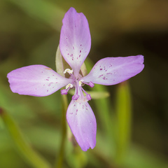 Clarkia modesta