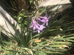 Tulbaghia