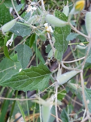Mentzelia oligosperma