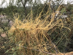 Cuscuta umbellata