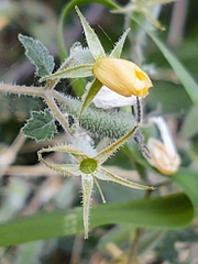 Mentzelia oligosperma