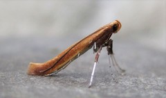 Caloptilia invariabilis