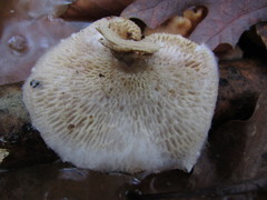 Hypomyces mycophilus