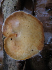 Hypomyces mycophilus