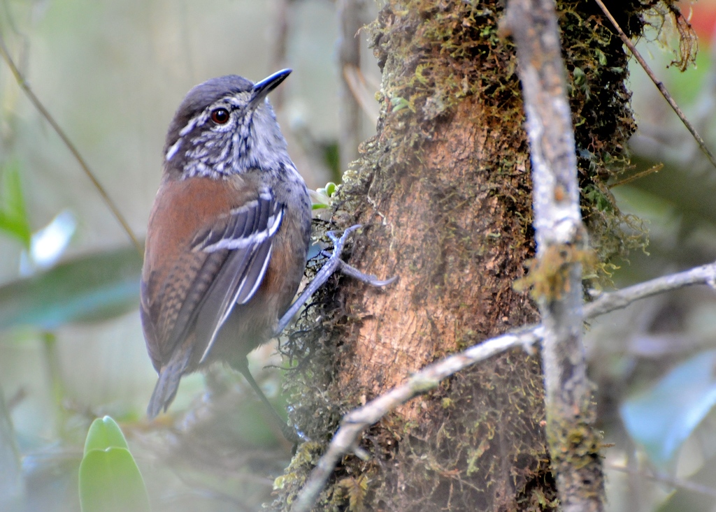 Bar-Winged Wood Wren