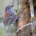 Bar-winged Wood-Wren - Photo (c) Christian Nunes, some rights reserved (CC BY-NC), uploaded by Christian Nunes