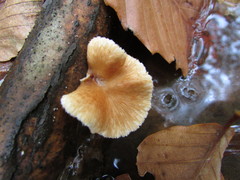 Hypomyces mycophilus