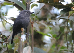 Thamnophilus unicolor