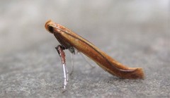 Caloptilia invariabilis
