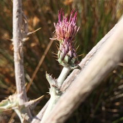 Cirsium douglasii