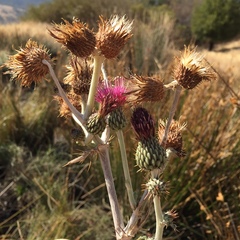 Cirsium douglasii