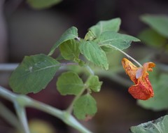 Impatiens capensis