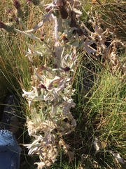 Cirsium douglasii