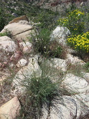 Astragalus remotus