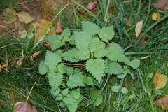 Urtica dioica