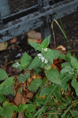 Lamium album