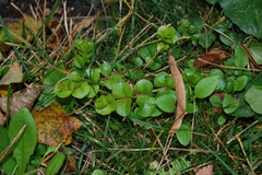 Lysimachia nummularia