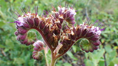Phacelia integrifolia