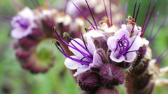 Phacelia integrifolia