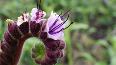 Phacelia integrifolia
