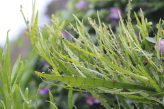 Muehlenbeckia platyclada