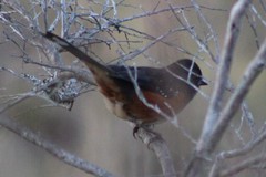 Pipilo maculatus oregonus