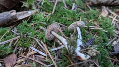 Nitida