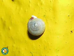 Helicina boettgeri