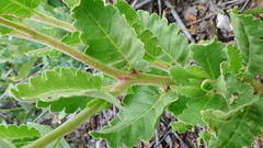 Phacelia integrifolia