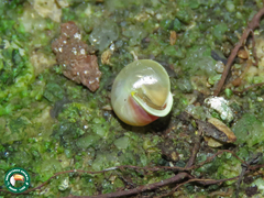 Helicina boettgeri