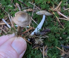 Nitida