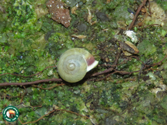 Helicina boettgeri