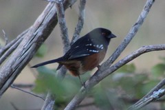 Pipilo maculatus oregonus
