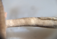 Nitida