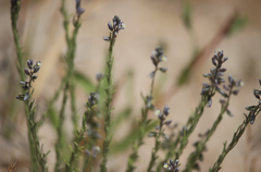 Polygala gnidioides