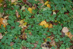 Aegopodium podagraria