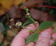 Galinsoga quadriradiata