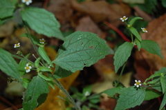 Galinsoga quadriradiata