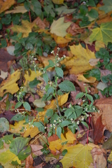 Galinsoga quadriradiata