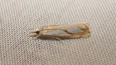 Catoptria pinella