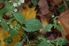Galinsoga quadriradiata