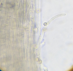 Nitida
