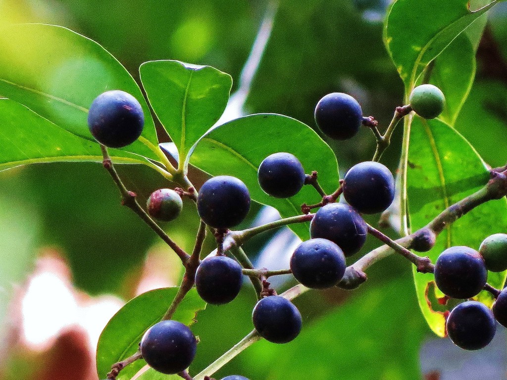 Cissus penninervis