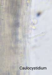 Nitida